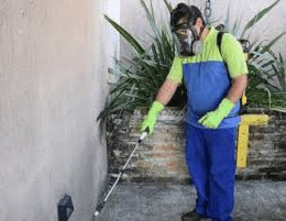 Serviços de dedetização na Vila Independência